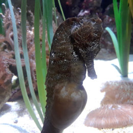 seahorse