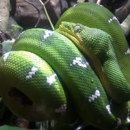 Vancouver Aquarium | Jenny S.W. Lee Photography