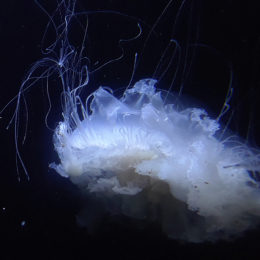 jellyfish