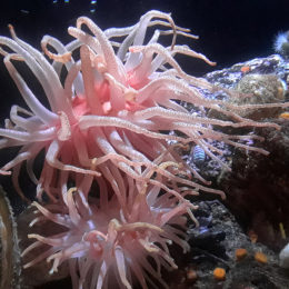 Crimson Anemone