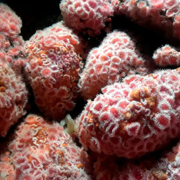 Strawberry Anemone