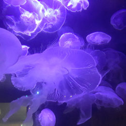 Moon Jelly