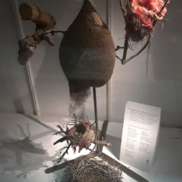 The creativity of birds shown can be shown by how they build their nests