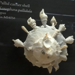 Carrier snail or carrier shell