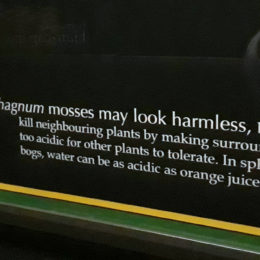 Sphagnum mosses can make water too acidic for neighboring plants to survive