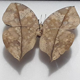 Dead leaf butterfly