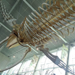 Blue whale - estimated weight 150 tons.