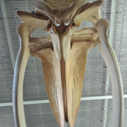 Blue whale - estimated weight 150 tons.