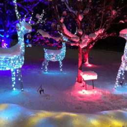VanDusen Festival of Lights | Jenny S.W. Lee Photography