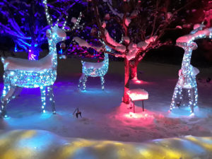 VanDusen Festival of Lights | Jenny S.W. Lee Photography