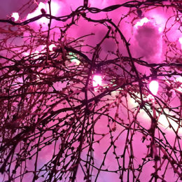 VanDusen Festival of Lights | Jenny S.W. Lee Photography