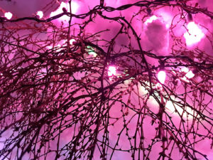 VanDusen Festival of Lights | Jenny S.W. Lee Photography