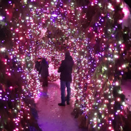 VanDusen Festival of Lights | Jenny S.W. Lee Photography