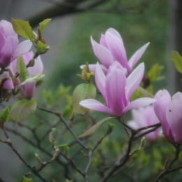 Spring April