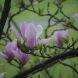 Spring April