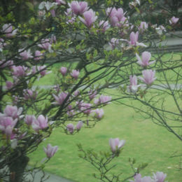 Spring April