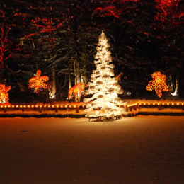 VanDusen Festival of Lights | Jenny S.W. Lee Photography