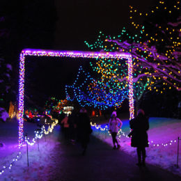 VanDusen Festival of Lights | Jenny S.W. Lee Photography