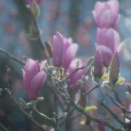 Spring March