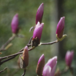 Spring March