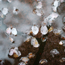 Vancouver Cherry Blossoms | Photography by Jenny S.W. Lee