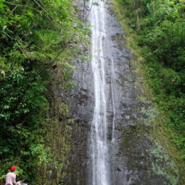 Manoa Falls Trail