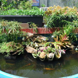 Aquaponics