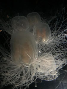Spirocodon saltator jellyfish