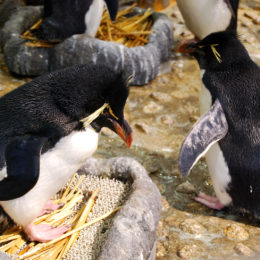 Rockhopper Penguin