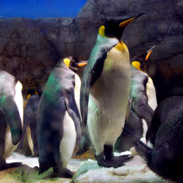 King Penguin
