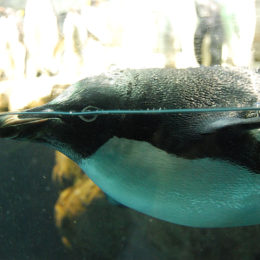 Adelie Penguin