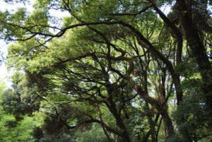 Yoyogi Park, Tokyo Japan | Photography by Jenny S.W. Lee