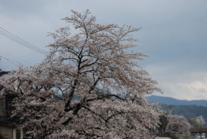 Cherry Blossoms in Takayama, Japan | Photography by Jenny S.W. Lee