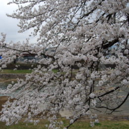 Cherry Blossoms in Takayama, Japan | Photography by Jenny S.W. Lee