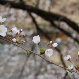 Cherry Blossoms in Takayama, Japan | Photography by Jenny S.W. Lee