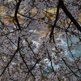 Cherry Blossoms in Takayama, Japan | Photography by Jenny S.W. Lee