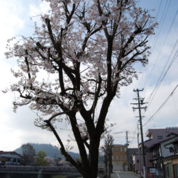 Cherry Blossoms in Takayama, Japan | Photography by Jenny S.W. Lee
