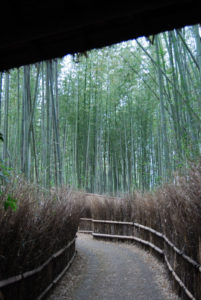 Arashiyama Bamboo Grove, Kyoto | Photography by Jenny S.W. Lee