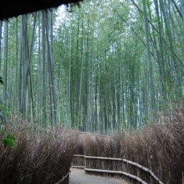 Arashiyama Bamboo Grove, Kyoto | Photography by Jenny S.W. Lee