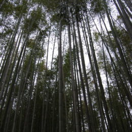 Arashiyama Bamboo Grove, Kyoto | Photography by Jenny S.W. Lee