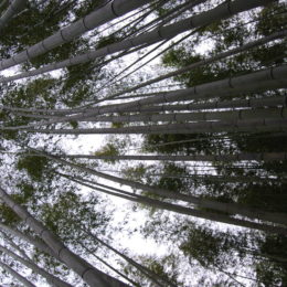 Arashiyama Bamboo Grove, Kyoto | Photography by Jenny S.W. Lee