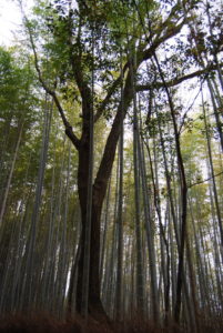 Arashiyama Bamboo Grove, Kyoto | Photography by Jenny S.W. Lee