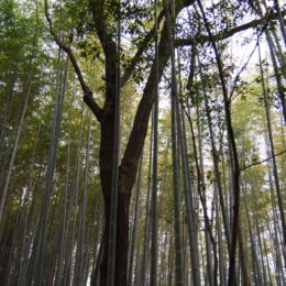 Arashiyama Bamboo Grove, Kyoto | Photography by Jenny S.W. Lee