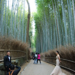 Arashiyama Bamboo Grove, Kyoto | Photography by Jenny S.W. Lee