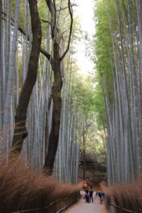 Arashiyama Bamboo Grove, Kyoto | Photography by Jenny S.W. Lee