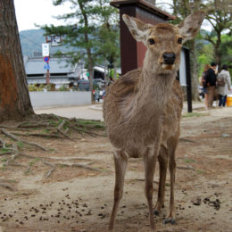 Deer