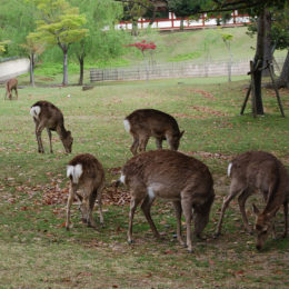 Deer