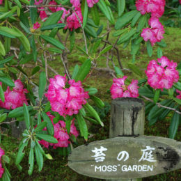 Isui-en Garden in Nara, Japan | Photography by Jenny S.W. Lee