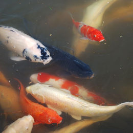 Koi carp fish