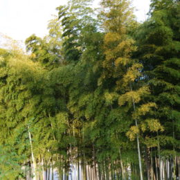 Bamboo forest